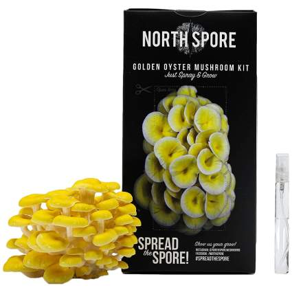 North Spore Golden Oyster Mushroom Grow Kit