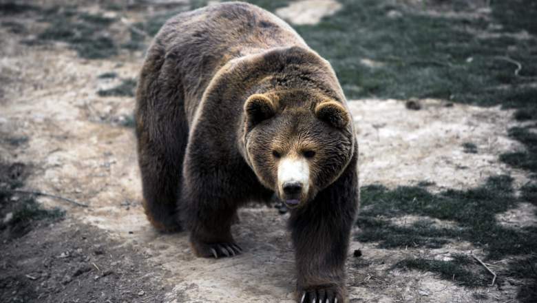 Bear Attack Shanghai Zoo