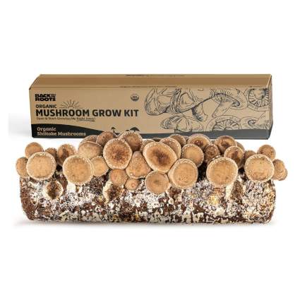 back to the roots grow kit