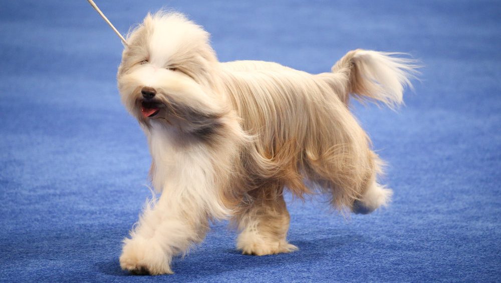 National Dog Show 2020 Live Stream How to Watch Online