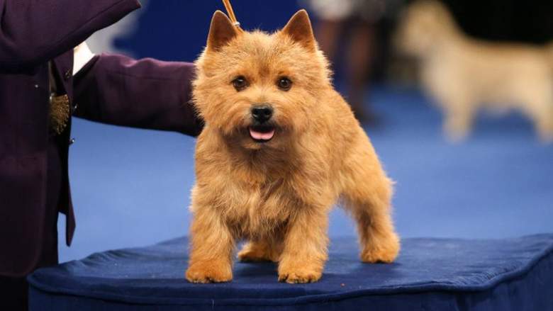 THE NATIONAL DOG SHOW -- 2020 -- Pictured: Norwich Terrier