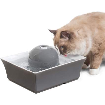 Cat at pet drinking fountain