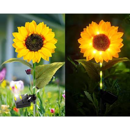 night and day pictures of solar light up sunflowers