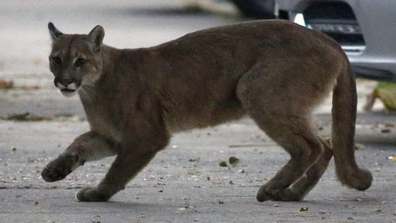 texas man attacked by mountain lion