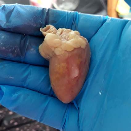 Gloved hand holding a perserved raccoon heart