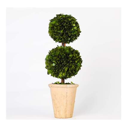 preserved boxwood topiary