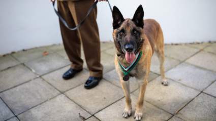 Miami Heat Hires COVID Sniffing Dogs for First Home Game With Fans