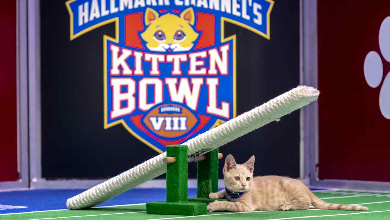 Kitten Bowl 2021 Time, TV Channel & How Long the Event Is