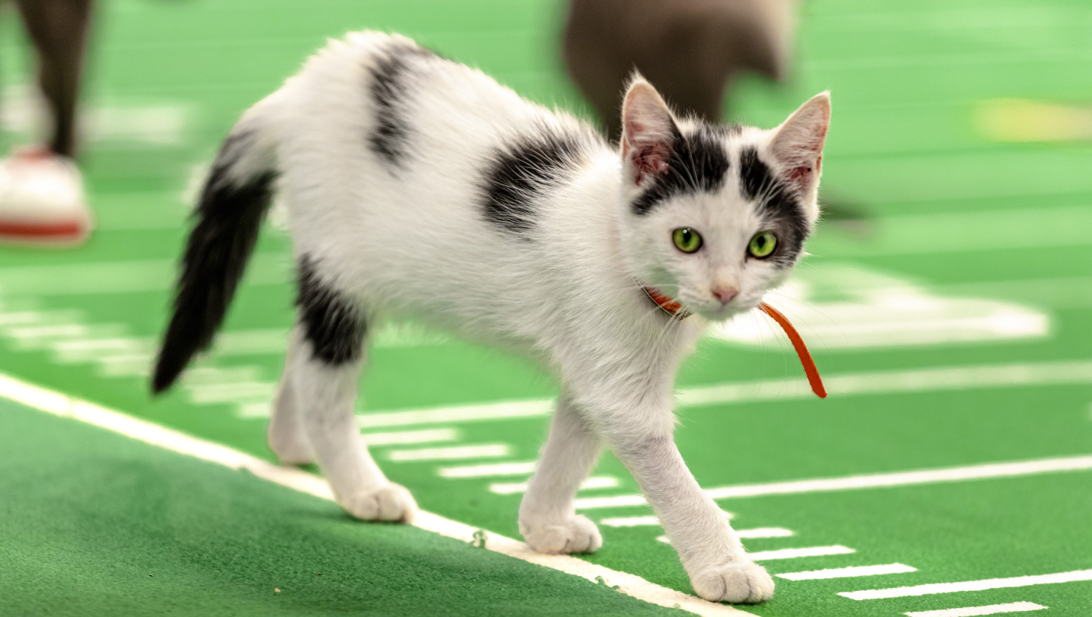 kitten bowl 2021 live stream