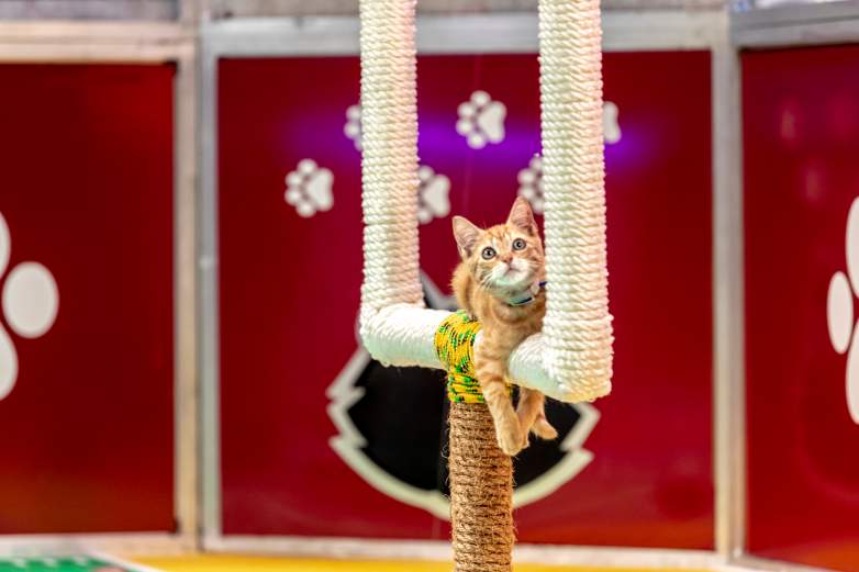 Can You Adopt Any of the Kitten ‘Catletes’ in Kitten Bowl 2021?