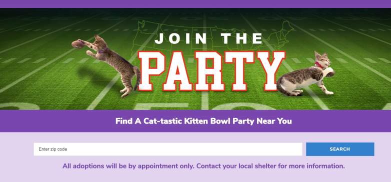 Can You Adopt Any of the Kitten ‘Catletes’ in Kitten Bowl 2021?