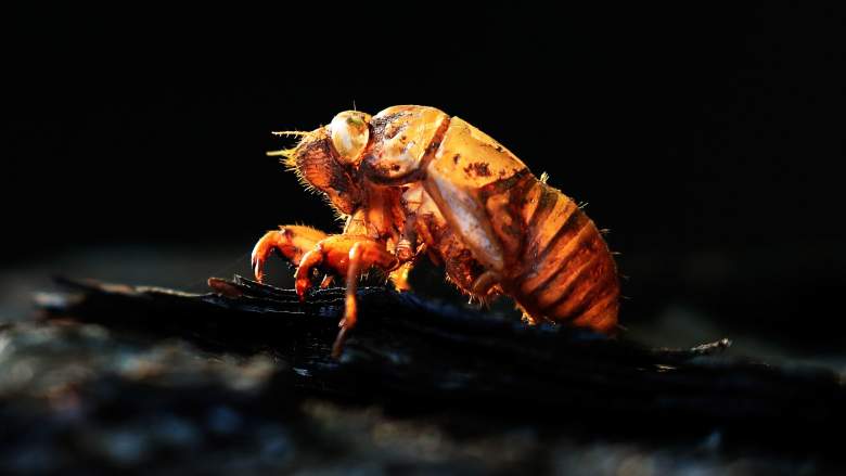 cicada brood x