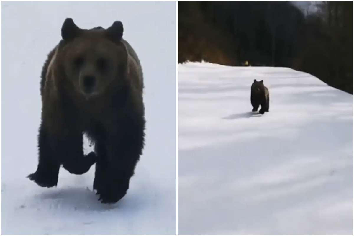 Bear Chases Skier Down Ski Slope VIDEO