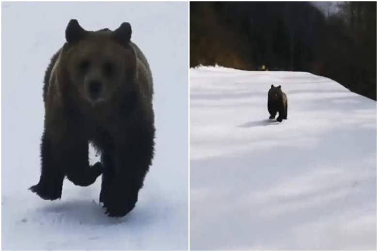 bear chases skier down ski slope