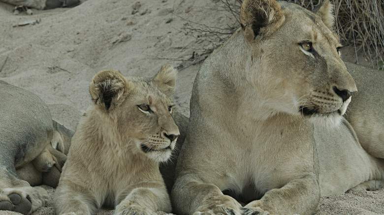 Witness the evolution of a powerful pride's lioness in the all-new wildlife special "MALIKA THE LION QUEEN"