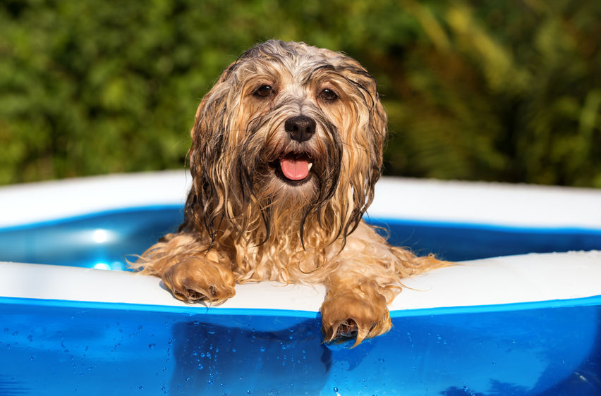 11 Best Dog Swimming Pools Your Buyer's Guide (2023)