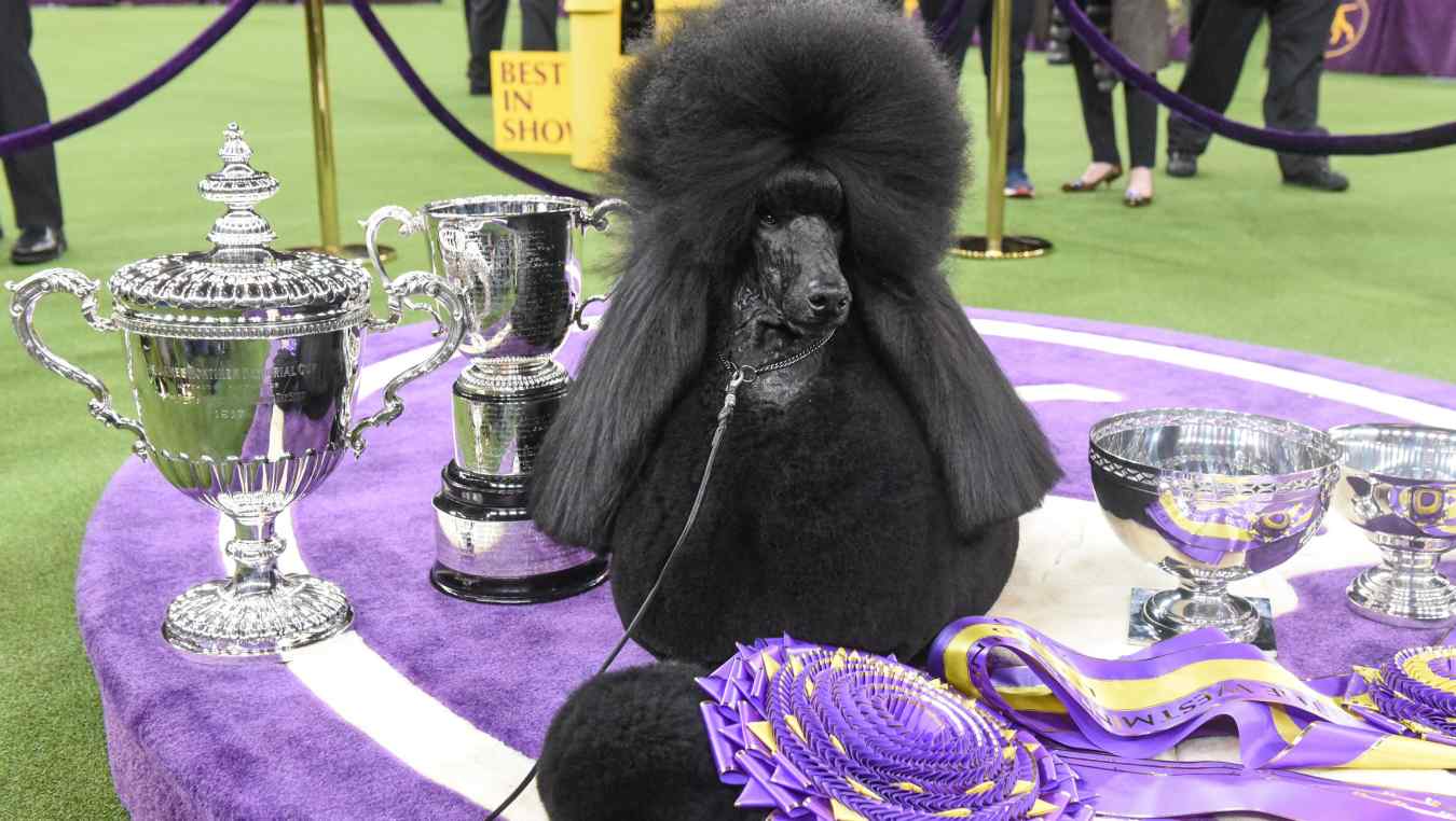 Westminster Dog Show 2021 Live Stream: How to Watch | Heavy.com