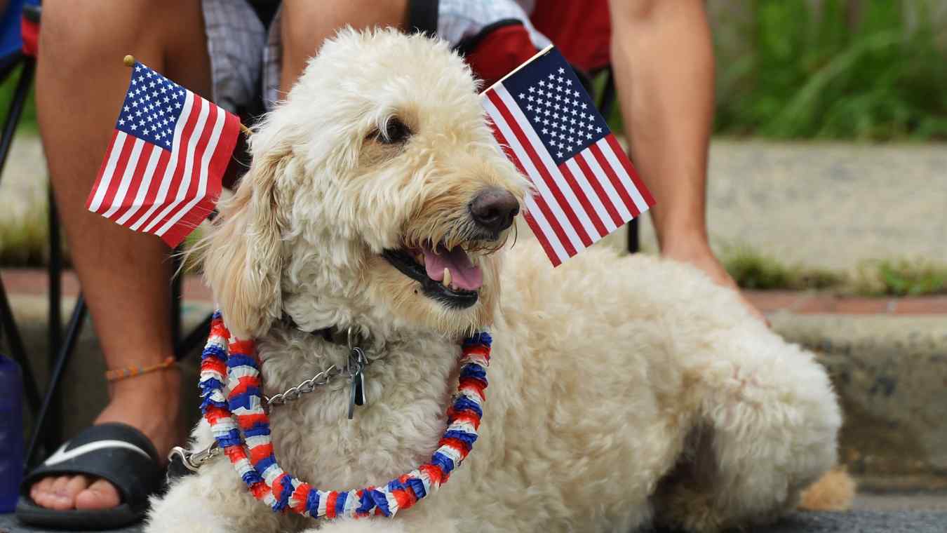 How To Calm A Panting Dog During Fireworks