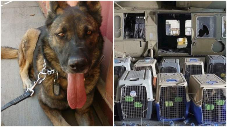 military dogs left behind in Afghanistan