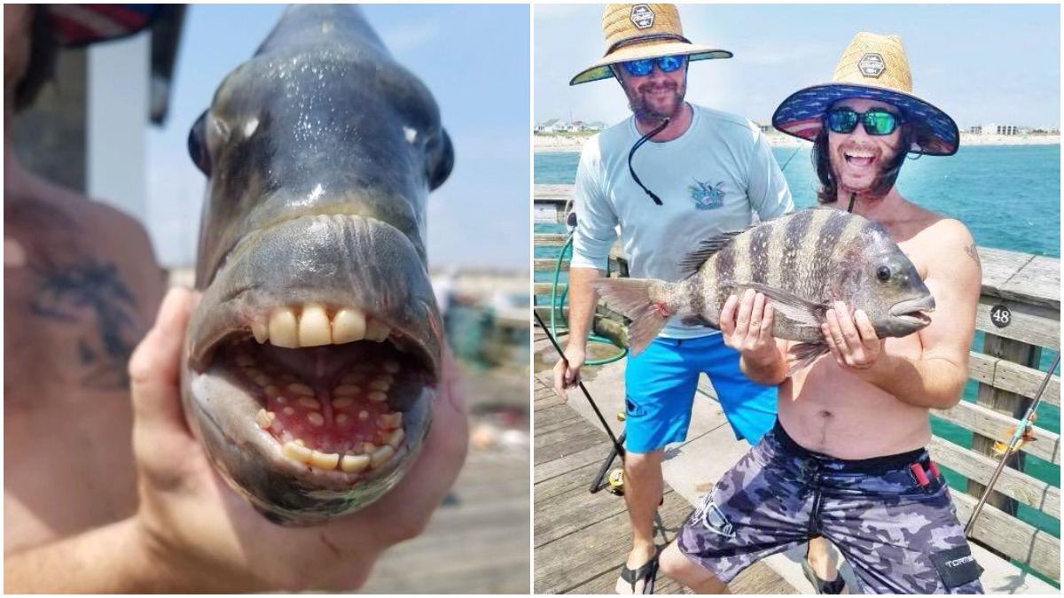 Sheepshead Fish with Human Teeth Caught in North Carolina