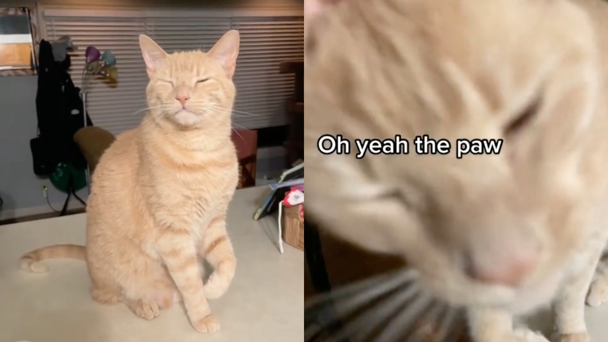 cat fakes limp for sympathy viral video