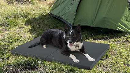 folding dog camping bed