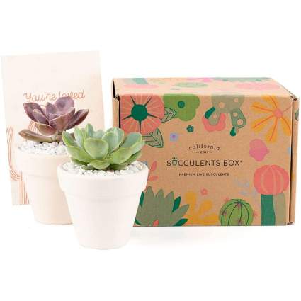 Box with two real potted succulents