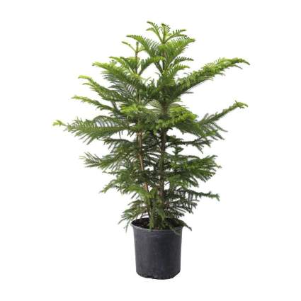 Live potted pine tree