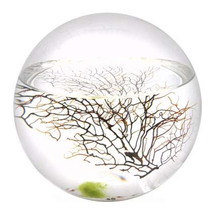 Glass sphere with ocean ecosystem inside