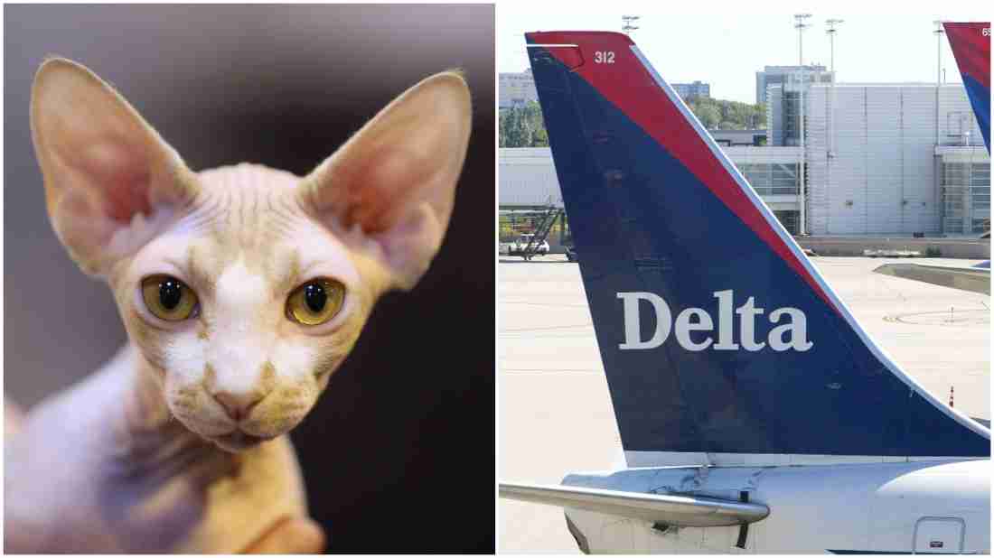 Delta Flight Breastfeeding Cat Incident Goes Viral Delta-flight-breastfeeding-cat