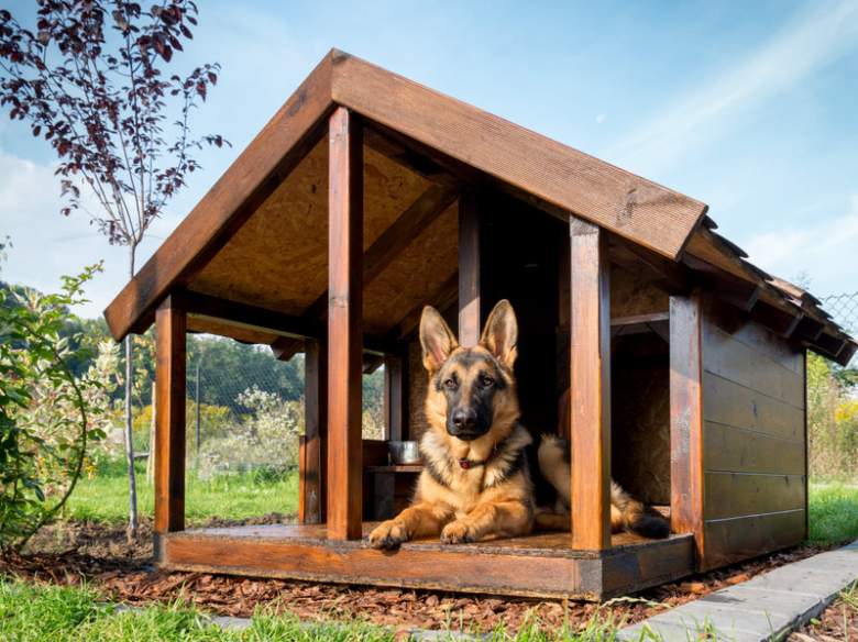 Best outdoor dog house