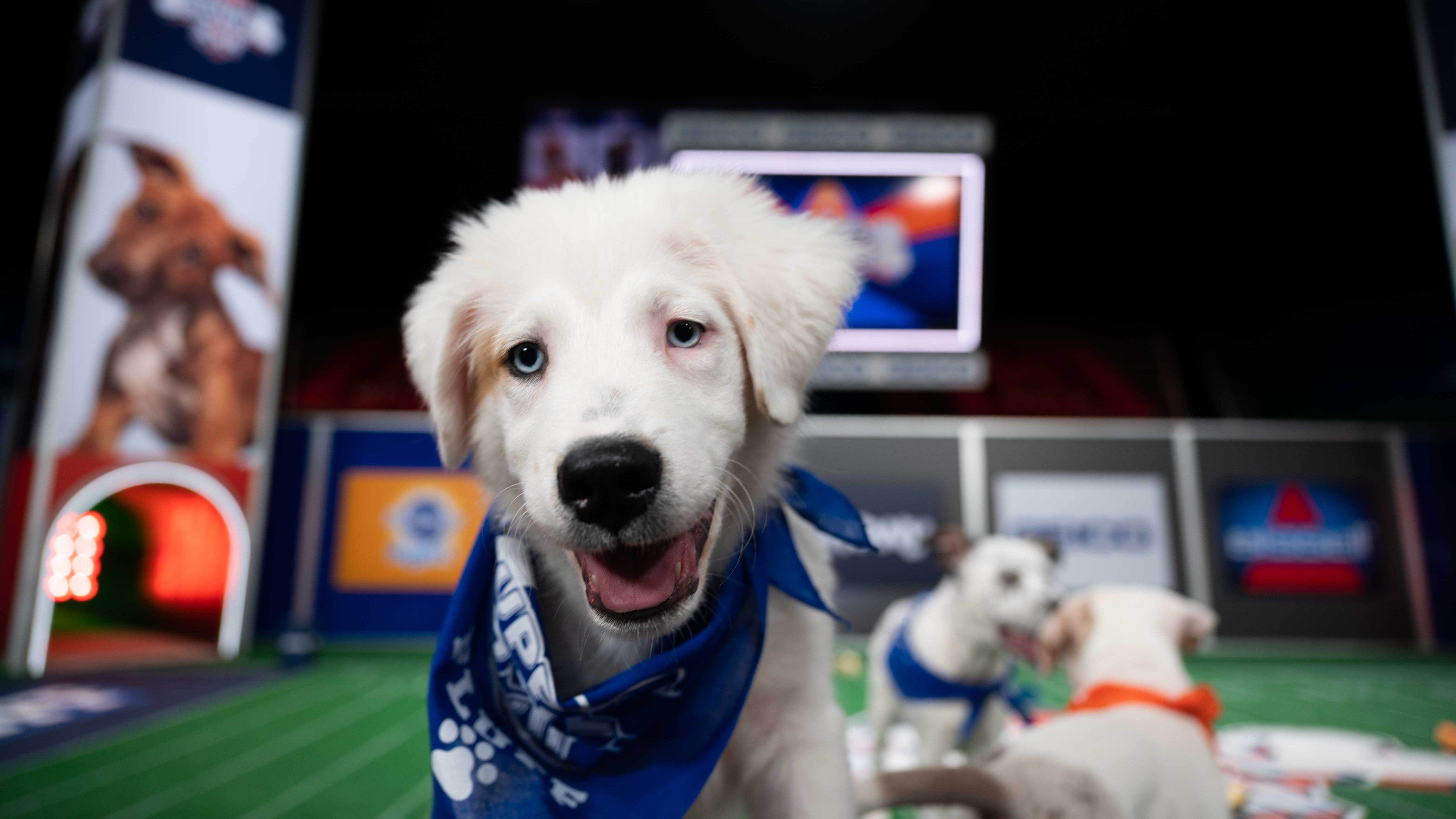 can i watch the puppy bowl on hulu