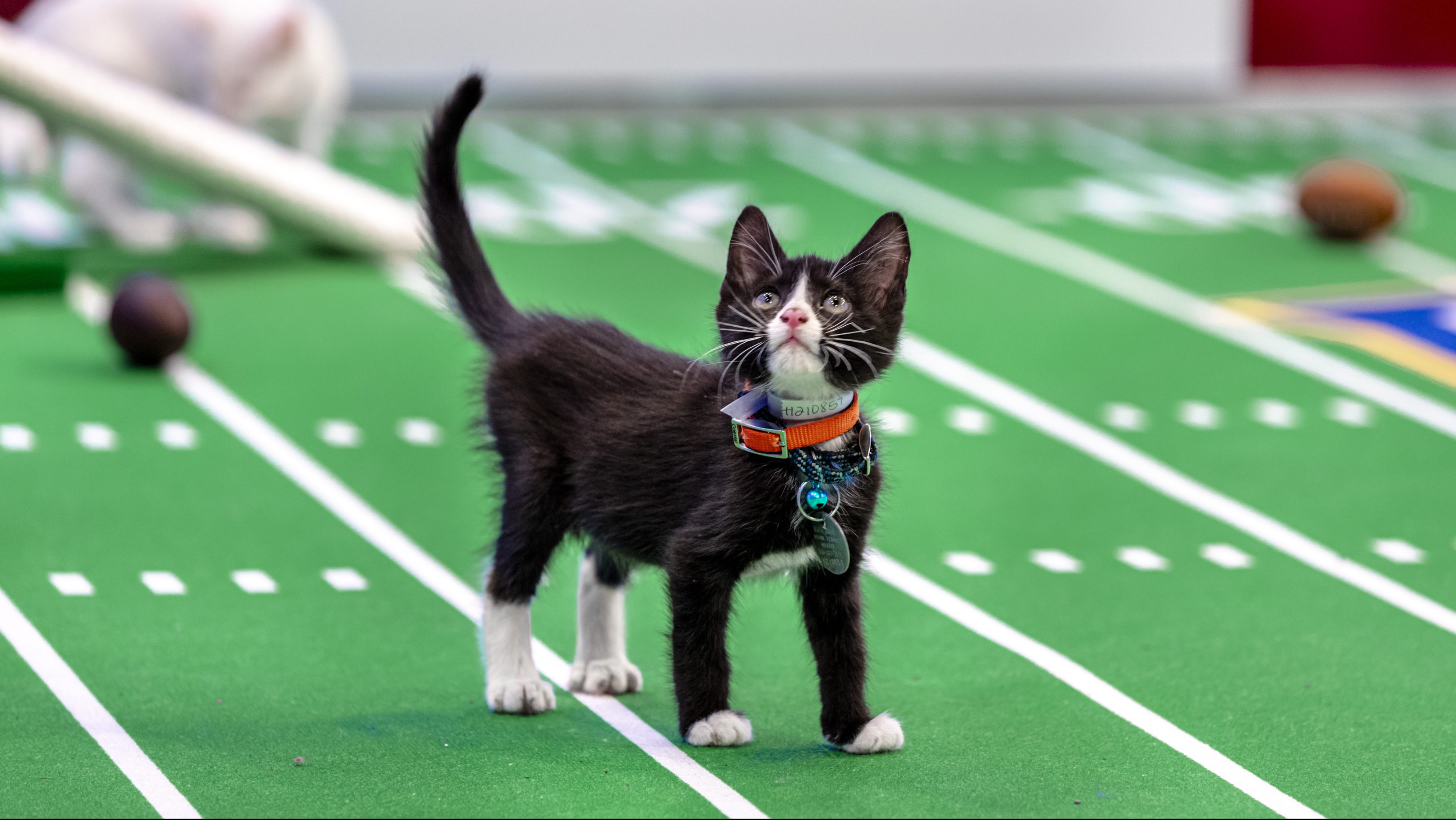 hallmark kitten bowl 2021