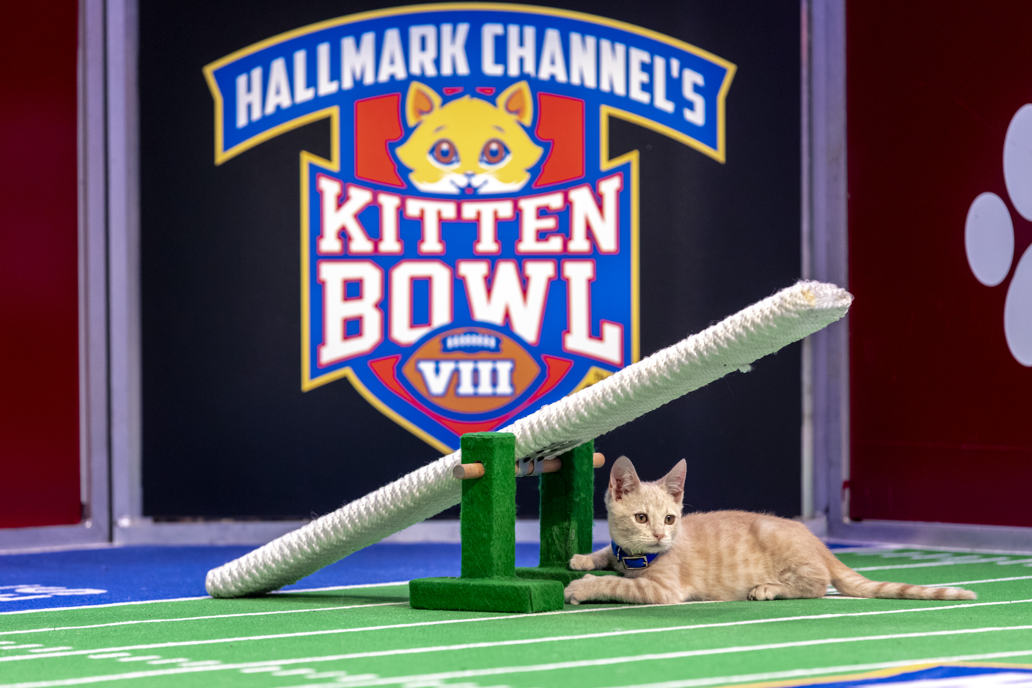 Hallmark's Kitten Bowl 2022 Is Canceled This Year