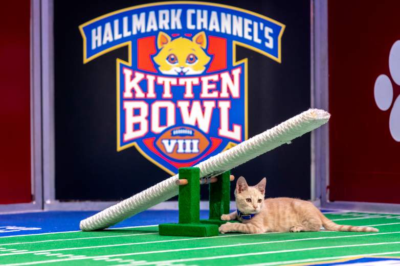 Hallmark's Kitten Bowl