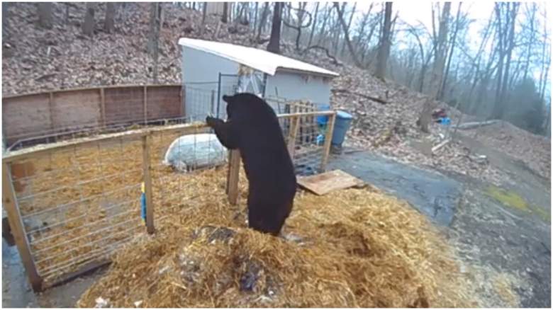 pigs fend off black bear