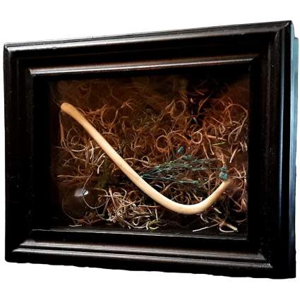 black shadowbox display with moss and a raccoon baculum