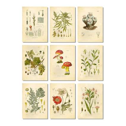 Psychoactive botanical art prints