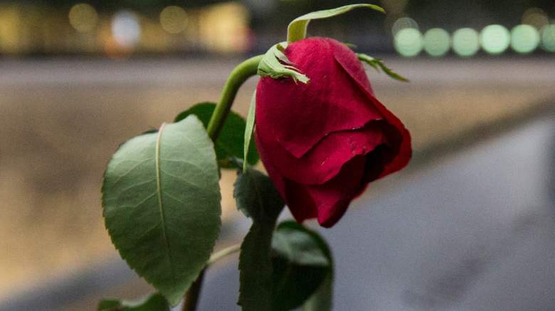 Memorial wilted rose