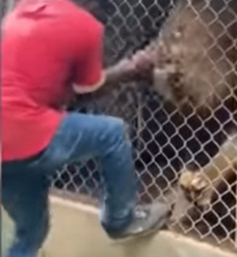 lion bites off man finger