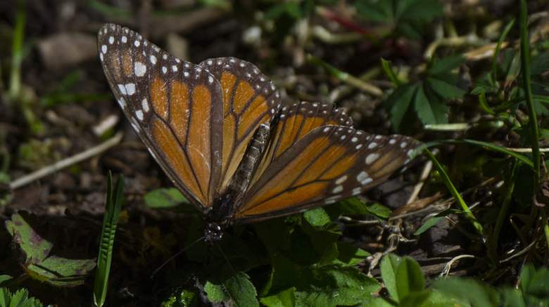 monarch butterflies endangered