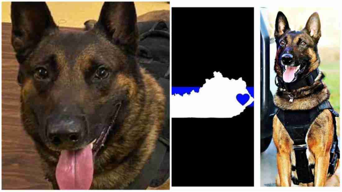 K9 Drago: A Tribute to the Slain Floyd County Dog