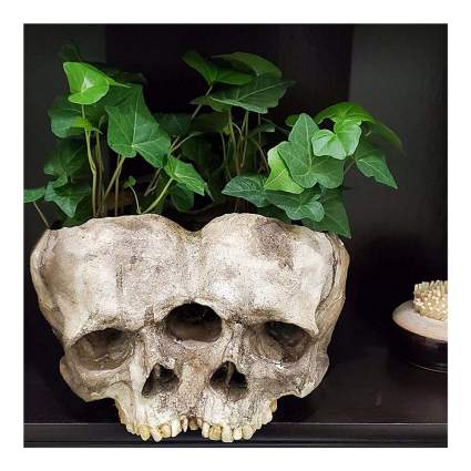 Conjoined human skulls made into a planter for ivy