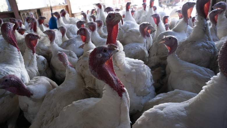 turkey thanksgiving bird flu prices