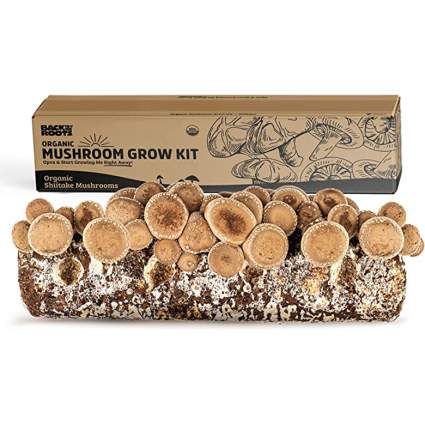 back to the roots mushroom kit