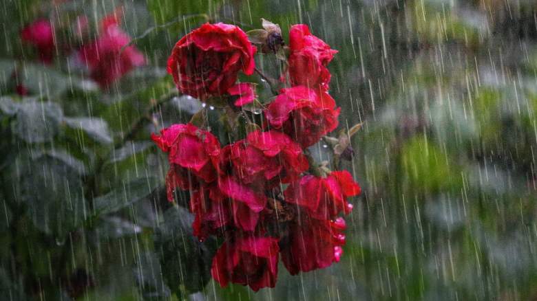 Wilted roses in heavy rain