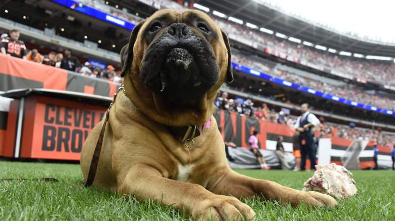 Browns Seeking fan Submissions for new dog Logo - Sports