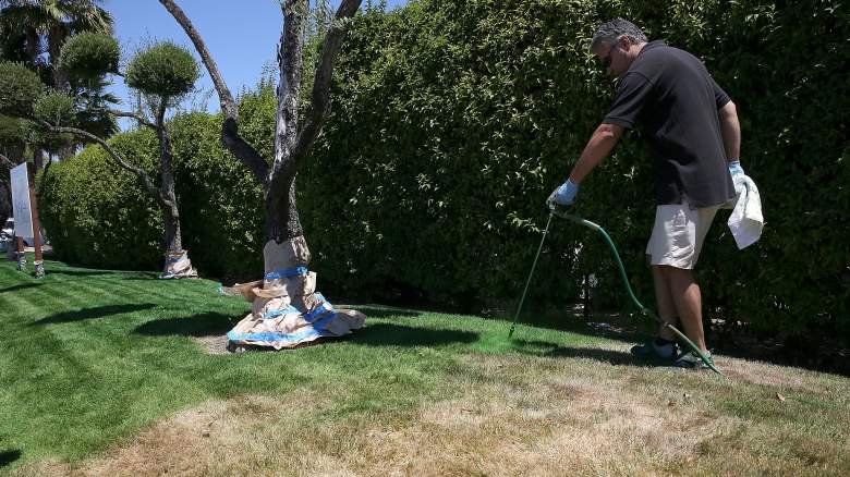 americans painting lawns