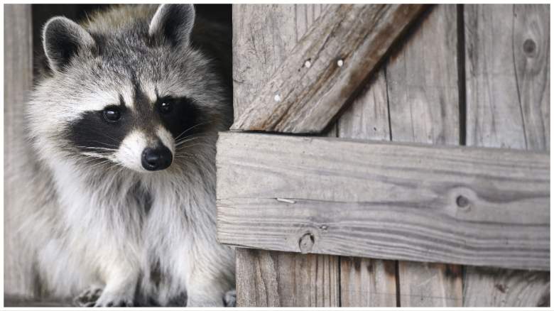 viral tiktok raccoon video