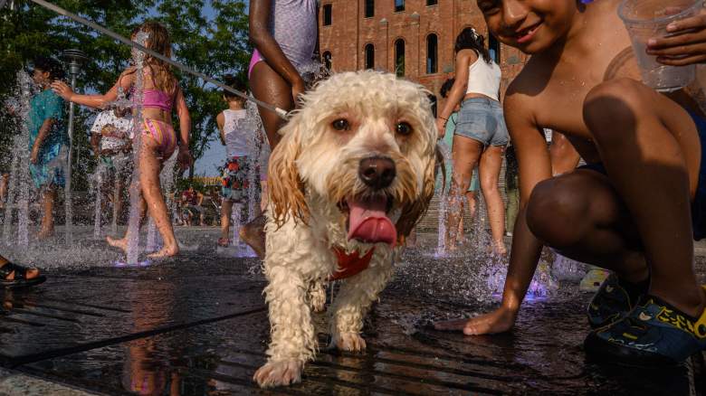 147 Philadelphia Eagles Dog Stock Photos, High-Res Pictures, and Images -  Getty Images